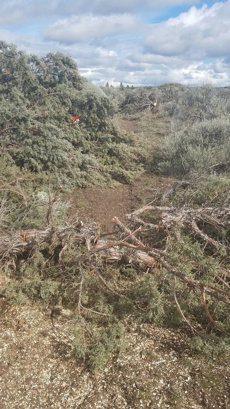 Downed juniper trees
